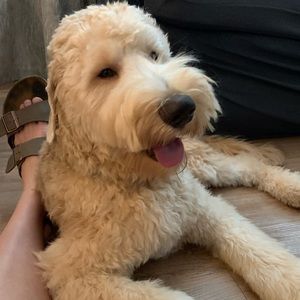 Meet your Posher, Libby